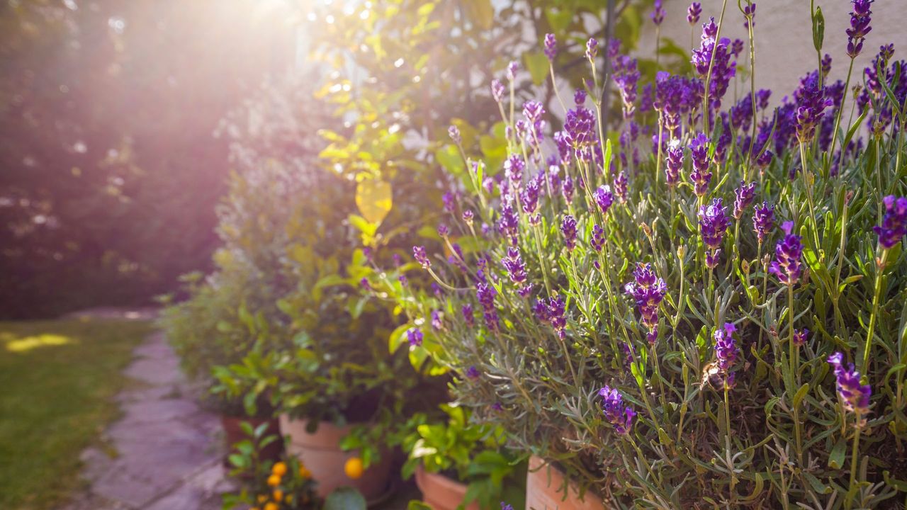 Lavender blooms in a pot in a backyard