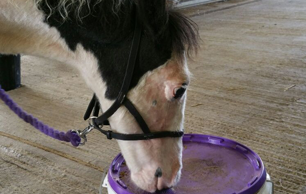 Gerry-foal-after.jpg
