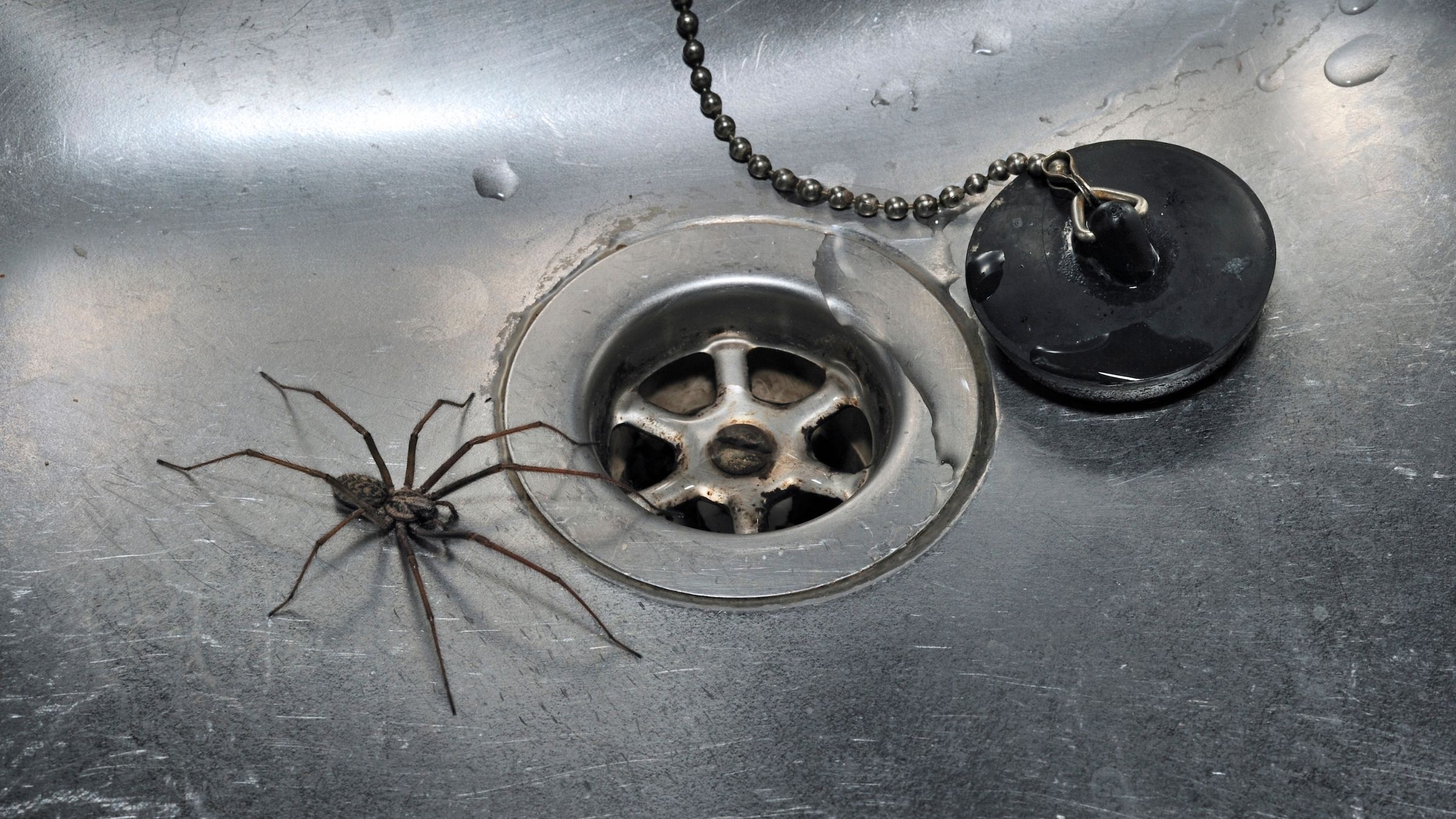 Large house spider next to a drain in a stainless steel sink