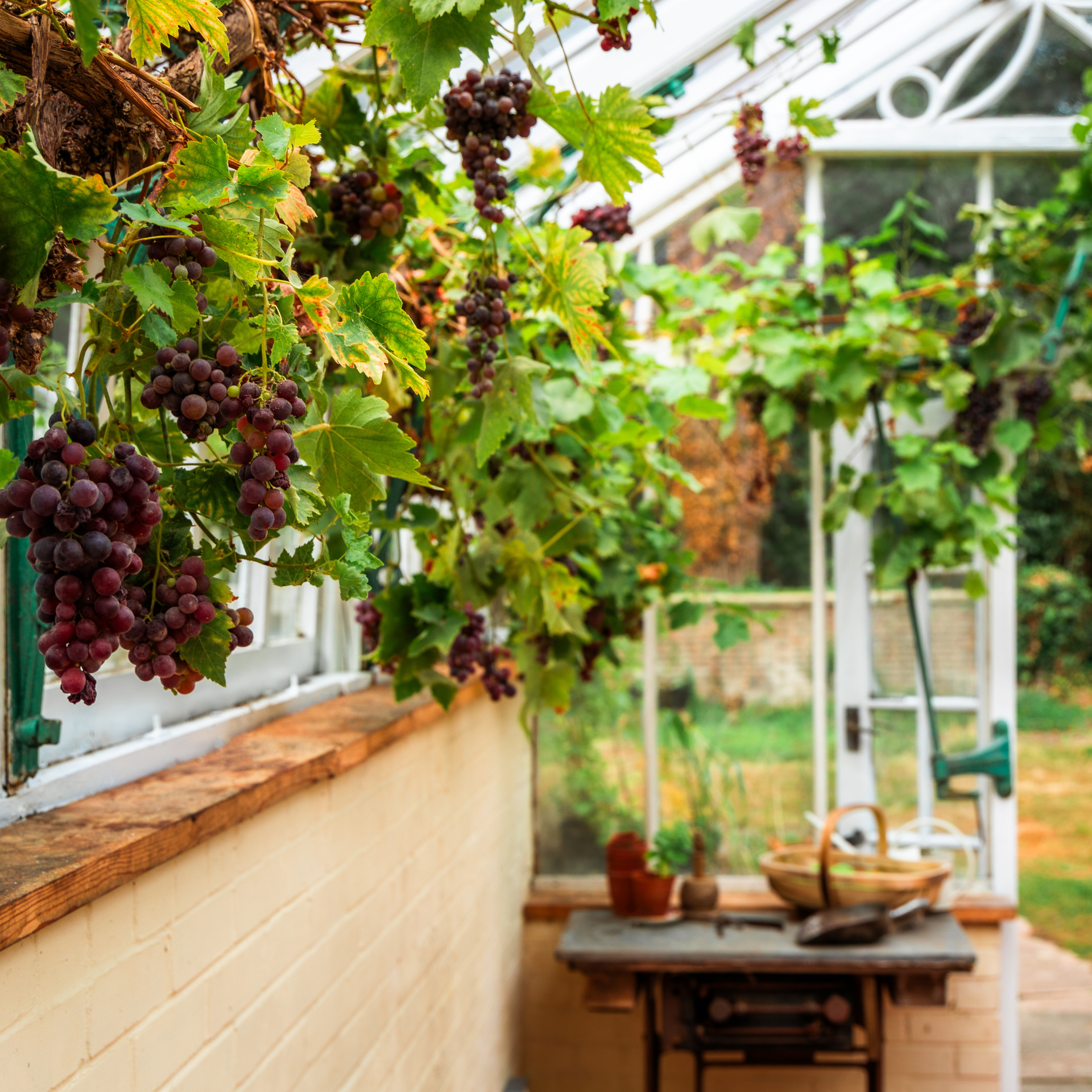 Grapes growing in a conservatory.