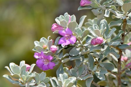 Purple flower on a Texas sage plant