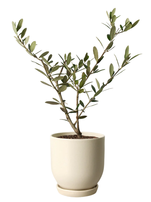 Small Olive Tree 