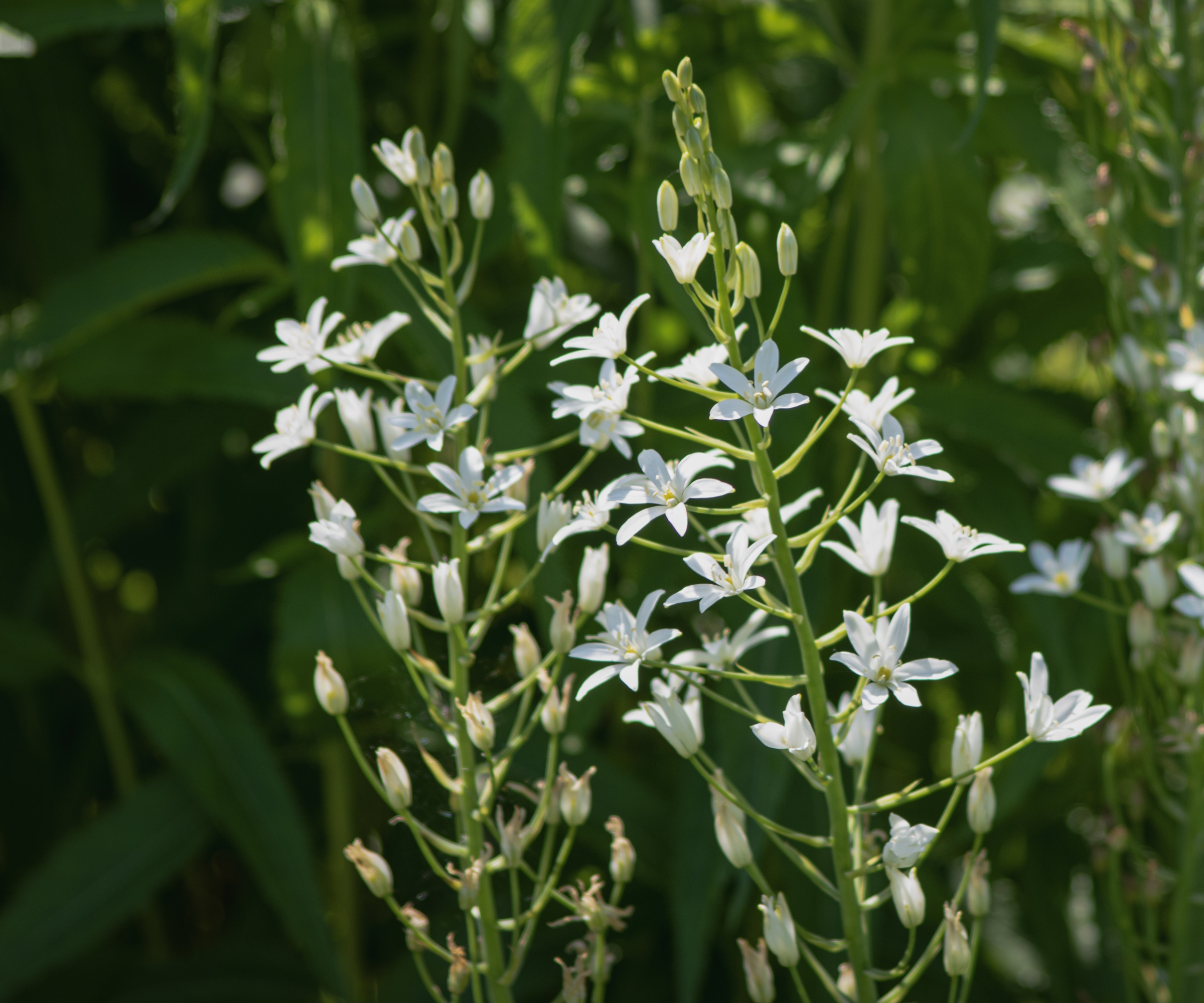 Star of Bethlehem flowers