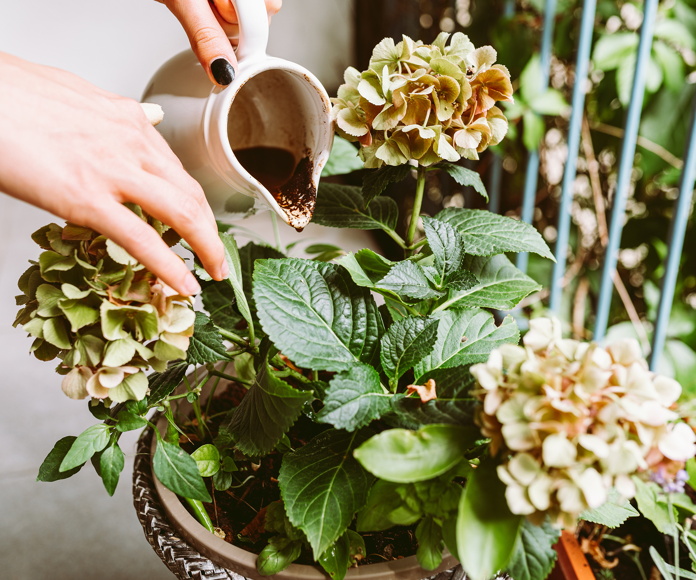 Gardener pouring liquid coffee feed onto potted hydrangea plants