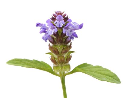 Purple Flowered Prunella Weed