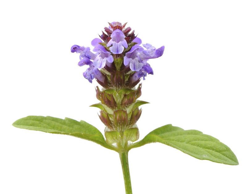 Making Tea From Self-Heal Plants - Is Self-Heal Tea Good For You