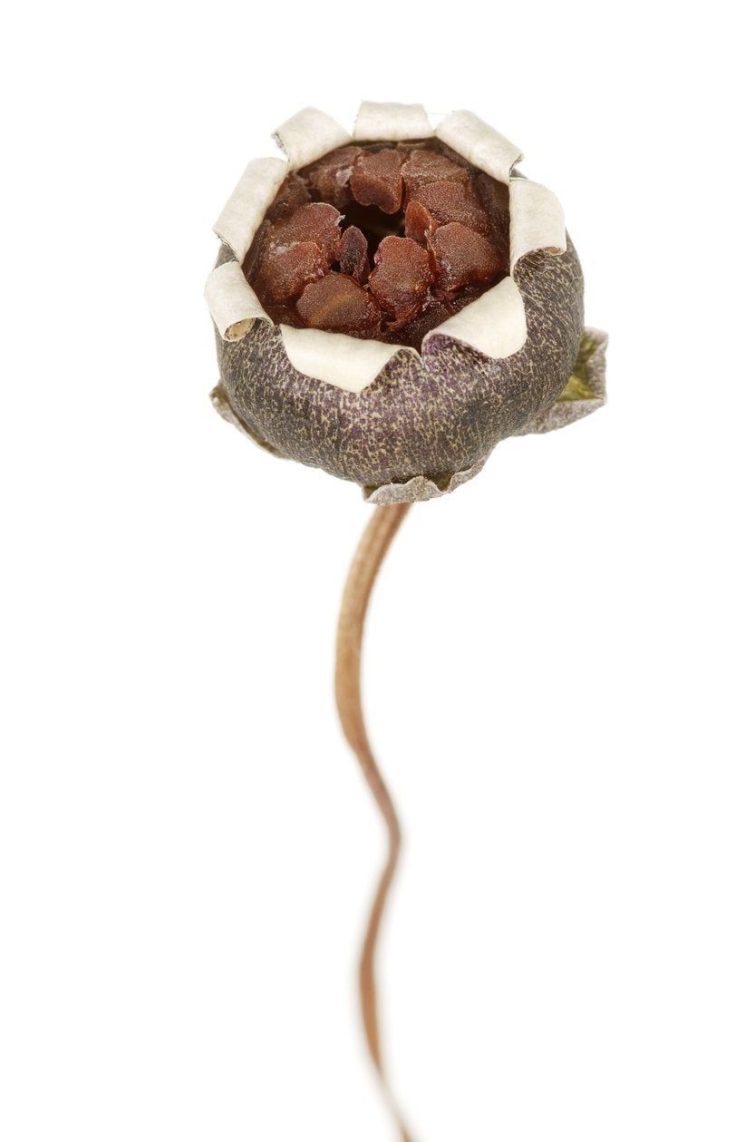 cyclamen seed