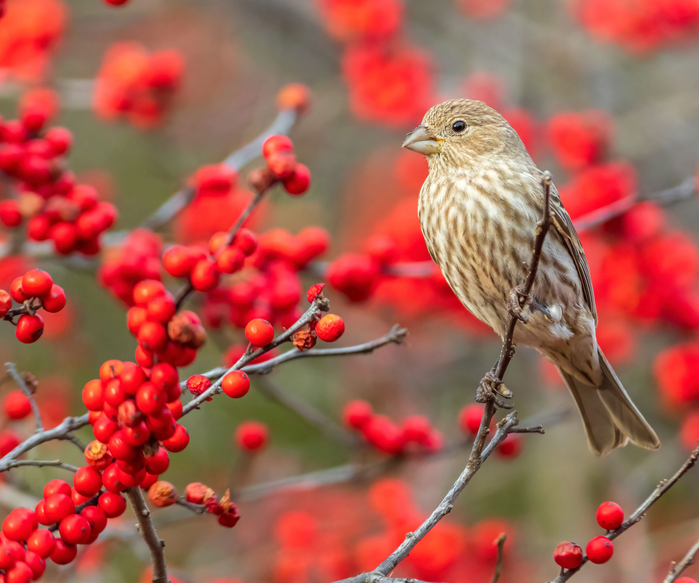 house finch sitting on branch of winterberry with bright red berries