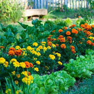 marigolds in a vegetable patch