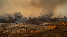 Aftermath of a wildfire in Brasil's Pantanal wetland with smoke rising into the sky. The ground is scorched and the trees burnt black.