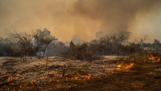 Aftermath of a wildfire in Brasil&#039;s Pantanal wetland with smoke rising into the sky. The ground is scorched and the trees burnt black.