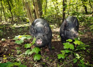 Pigs in the woods