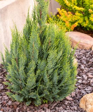 Pinpoint Blue False Cypress