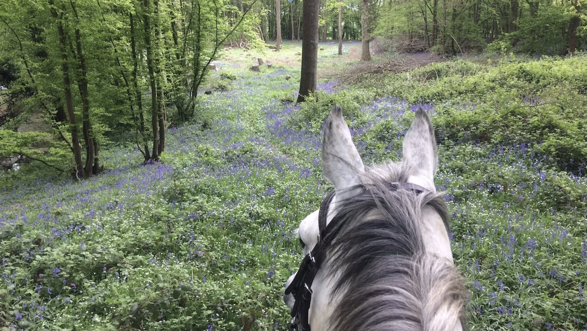 A view of a bluebell wood through a grey horse's ears