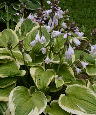 Hosta 'Wolverine' has distinctive leaves and flowers in late summer