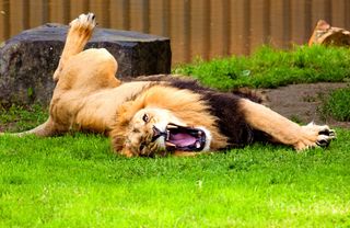 African lion roaring