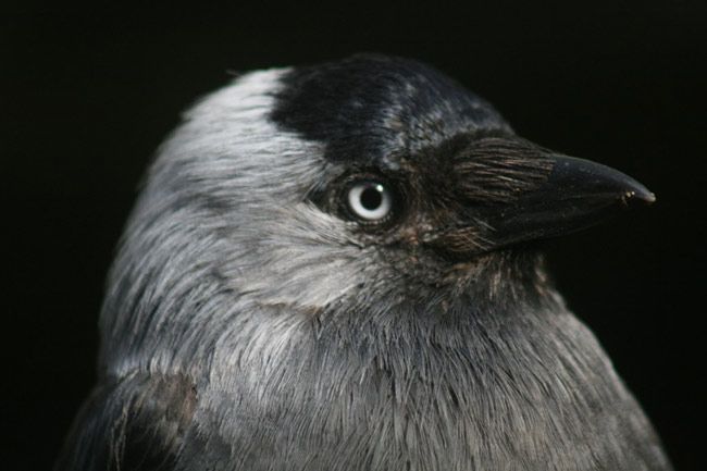 The Benefits of a Raven's Black Feathers