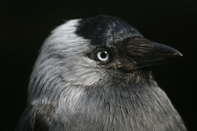 Birds Read Human Eyes | Live Science