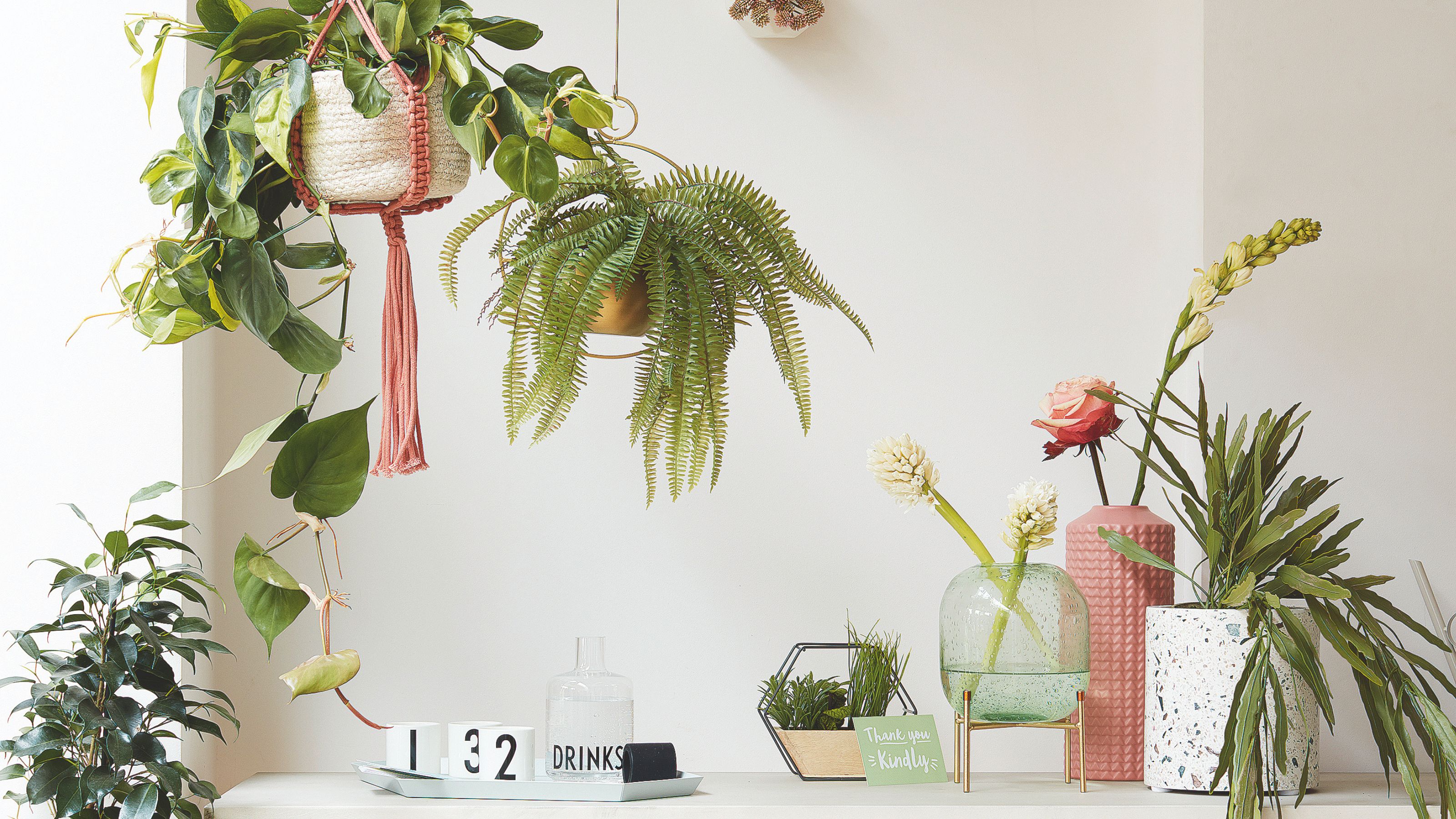 collection of houseplants on table