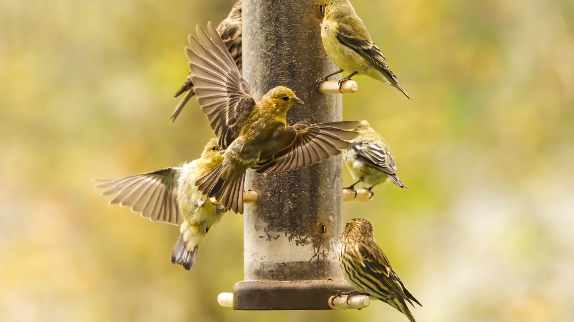 Gold finch perched on a bird feeder with another flying in to get a spot. In the Willamette Valley of Oregon. Has a soft, yellow defocused background.