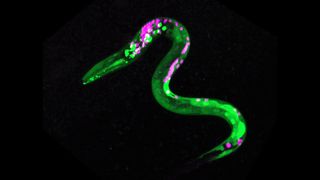 microscopic image of the nematode c elegans. specific cells are stained bright green, and others are bright pink