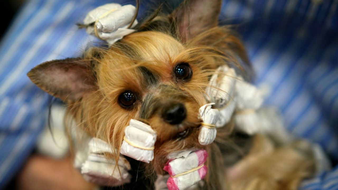 Crufts