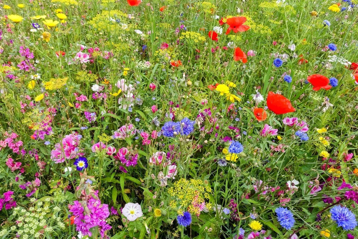 Field Of Wildflowers