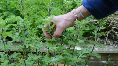 Pinching out the tips of chrysanthemum plants in late spring