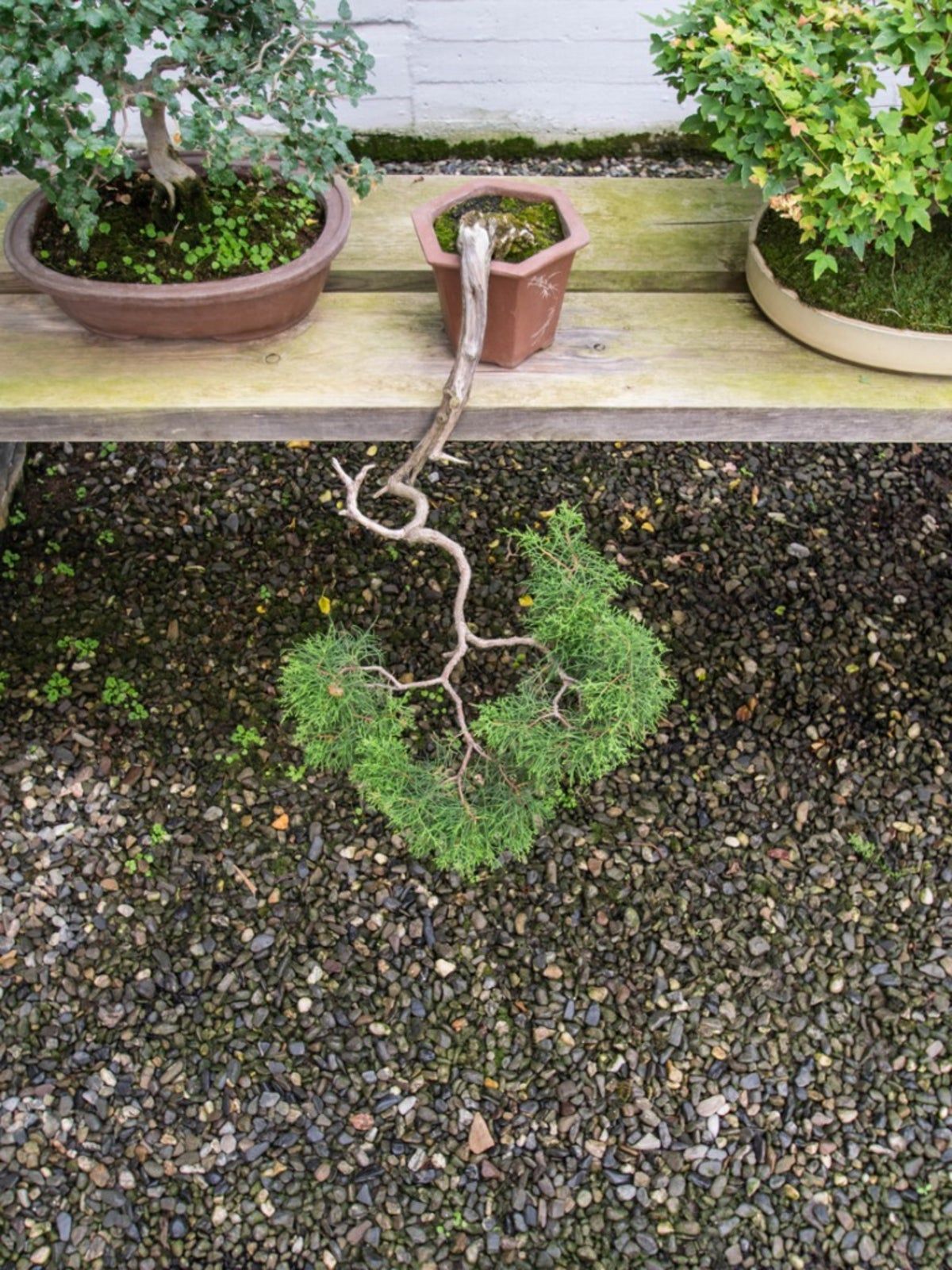 A Potted Cascade Bonsai Tree