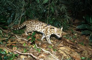 An oncilla (<em>Leopardus guttulus</em>) found in southern Brazil. They are one of the smallest cats in South America, maxing out at 3 kilograms (about 6.5 lbs.).