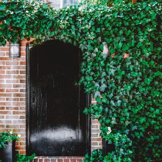 English ivy on a garden wall with a door