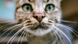 Close-up shot of a cat with long whiskers