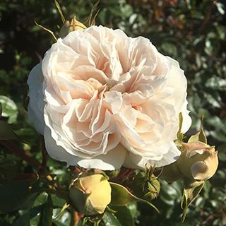 Macmillan Nurse - 5.5lt Potted Shrub Garden Rose - Repeat Flowering Creamy White Blooms