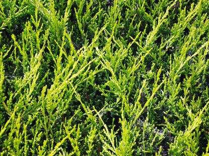 Closeup of a Leyland Cypress Tree