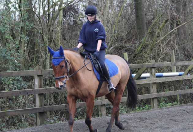Horses for sale under &pound;1,000