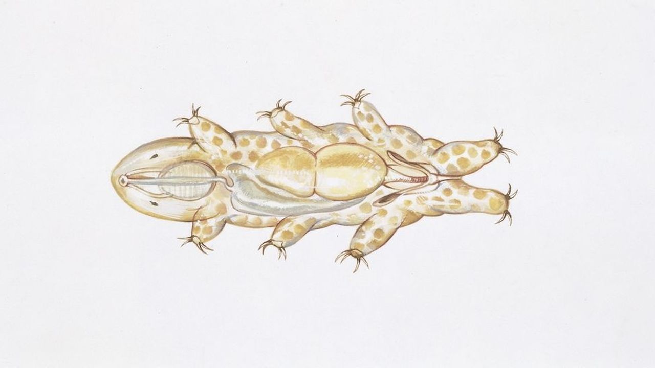 An illustration of a tardigrade and its interior anatomy