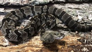 a two-headed rattlesnake