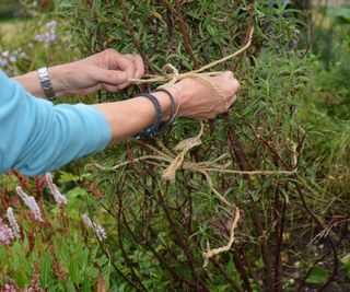Tying back branches of a Cistus to make it easier to move