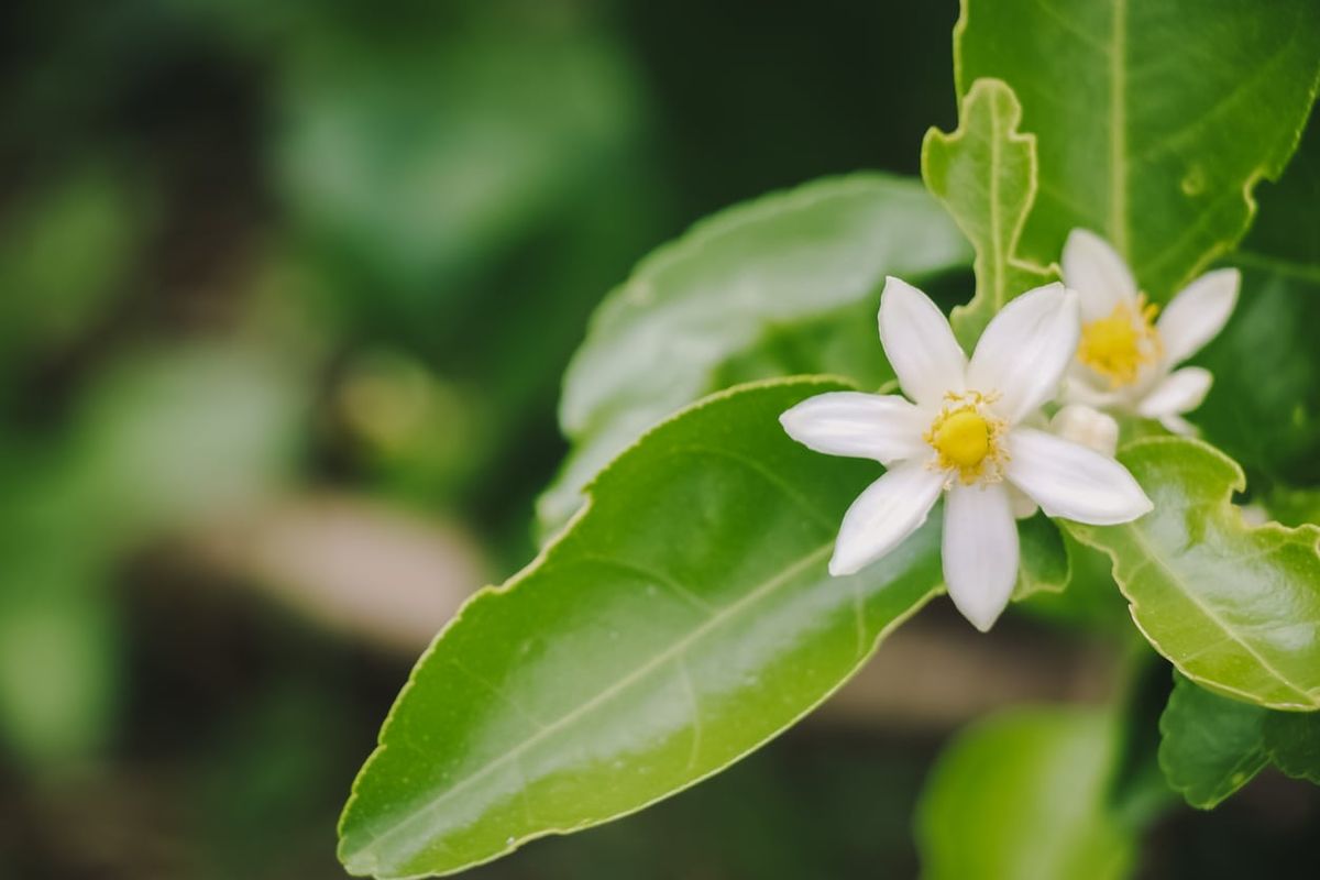 Flower Drop On Lemon Trees: Reasons For Lemon Blossoms Falling Off ...