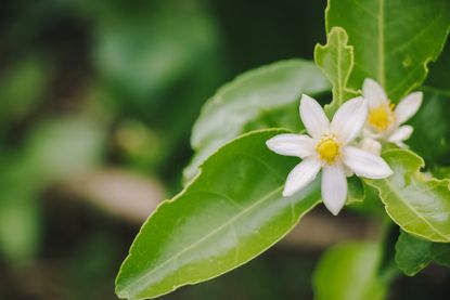 Lemon Blossoms Can Opener Cover 