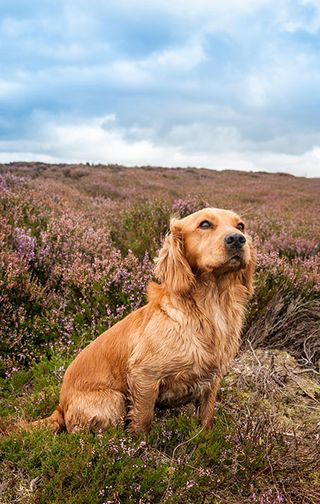 An English Cocker Spaniel sat in the heather on a grouse moor during a days grouse shooting in North Yorkshire