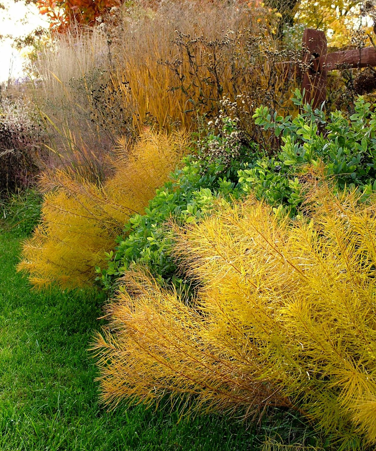 Amsonia in fall