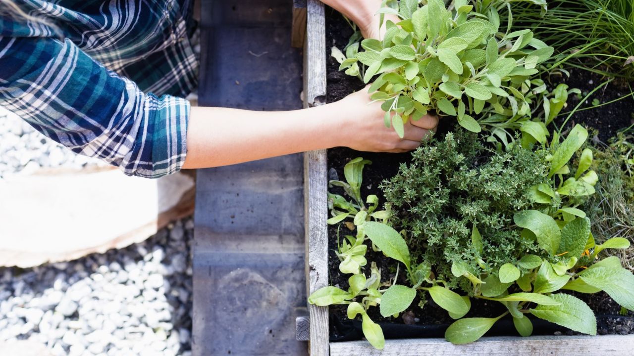 A woman planting herbs in a raised garden bed