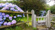 hydrangeas coming through fence