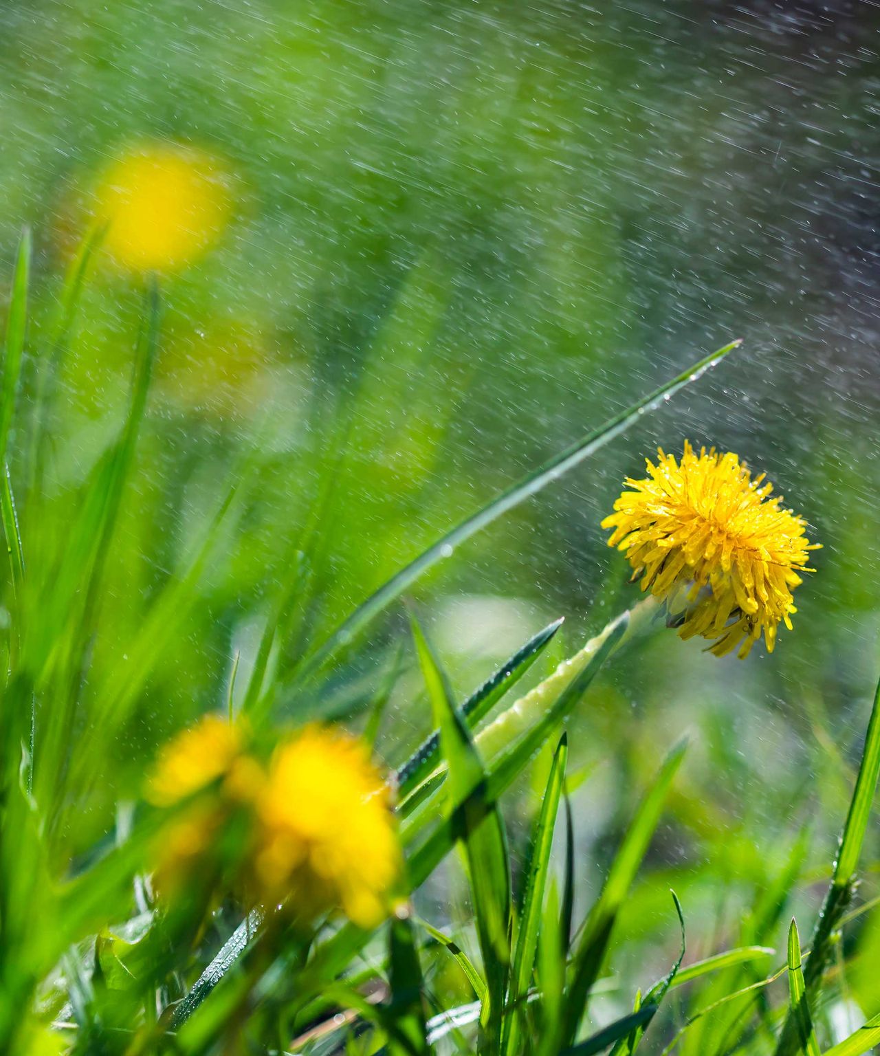 Using white vinegar to kill dandelions does it work? Gardeningetc