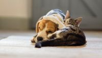 Cat and dog lying together