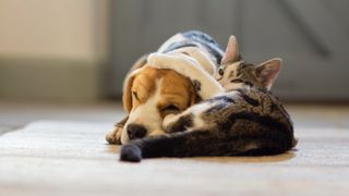 Cat and dog lying together