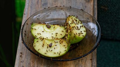 how to get rid of fruit flies – apple with fruit flies