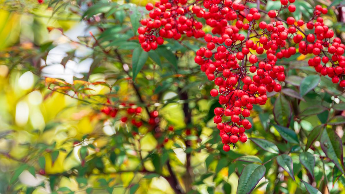 Best shrubs for fall berries 6 colorful fruiting plants Homes & Gardens