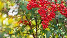 Nandina domestica in a sunny garden with red berries in the fall